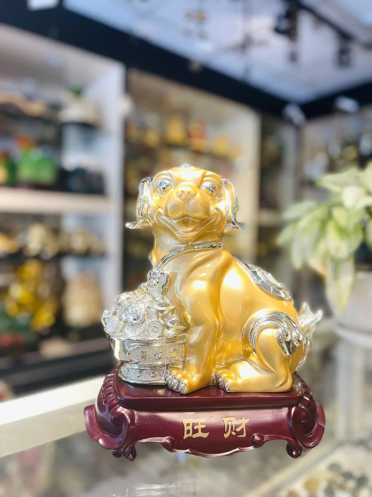 Chó vàng chậu tiền lớn - vượng tài H405G