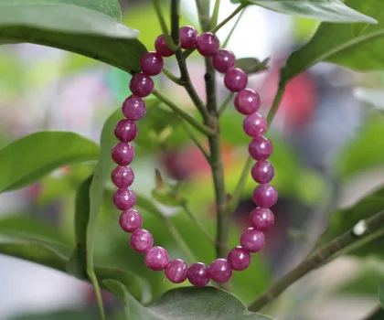 Chuỗi ruby xanh đỏ A+++++  (93.3gr) FS6756-F2-22765