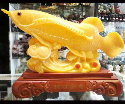Cá kim long vàng ngọc lớn - chiêu tài kim long H281G